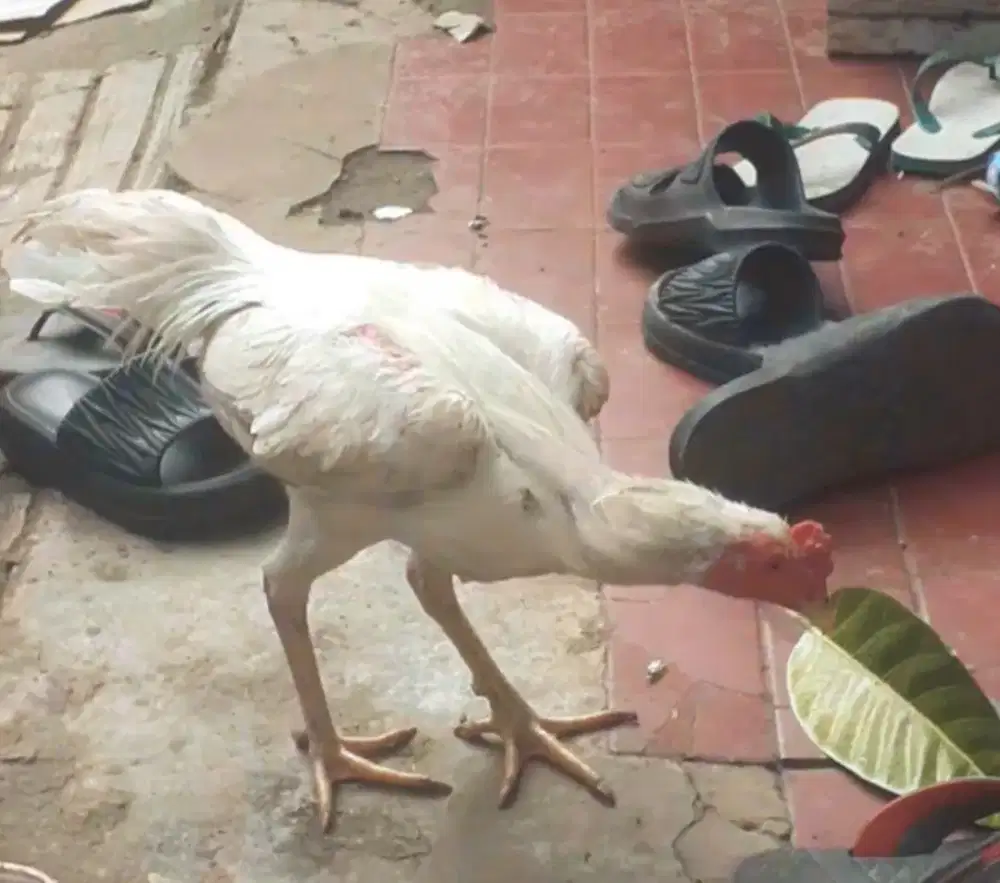 Ayam bangkok x plucker putih