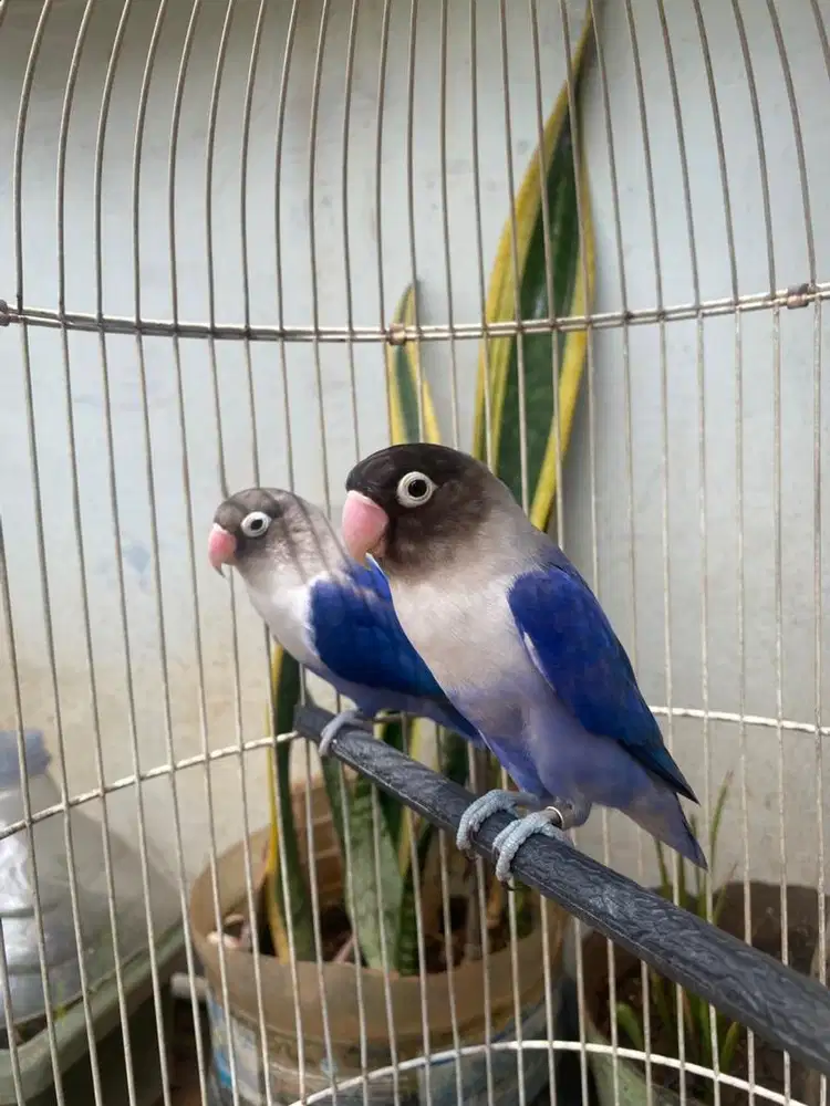 jodohan baru lovebird violet