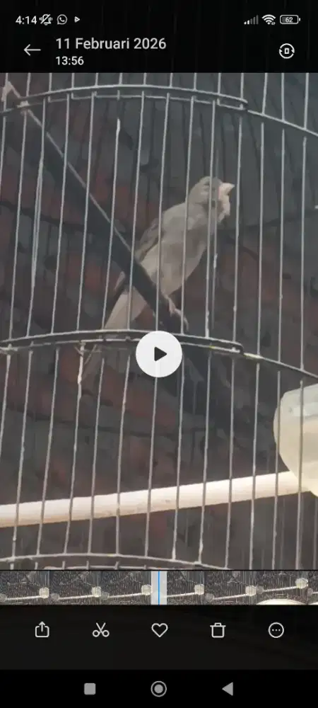 Burung kenari warna idaman dah rajin