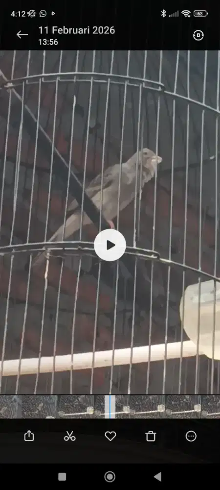 Burung kenari starblue gacor