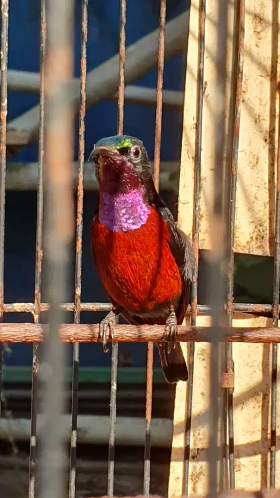 Kolibri ninja Konin Sumatra