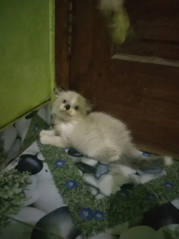 Kucing ragdo sepasang usia 1,5 bulan