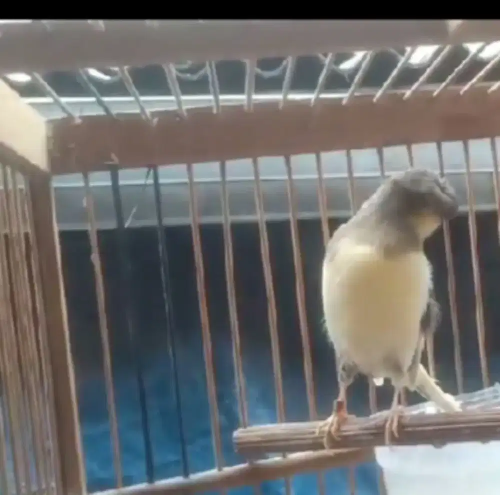 Betina gloster Corona foi 24 siap kawin