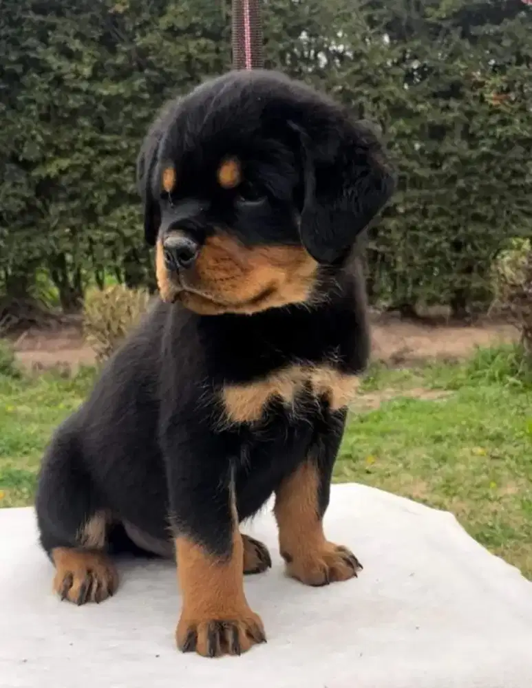 DIJUAL ANJING ROTTWEILER BERKUALITAS