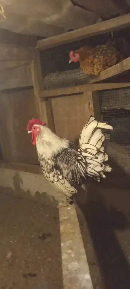 Ayam batik Italy dewasa.