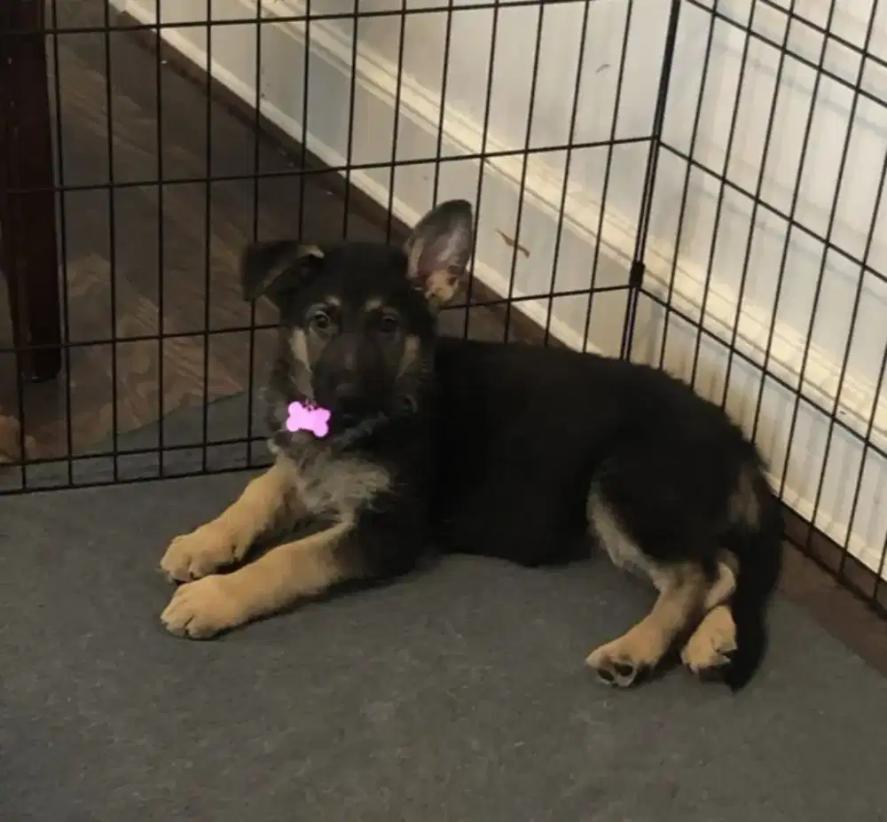 DIJUAL ANJING GERMAN SHEPHERD/HERDER KUALITAS UNGGUL