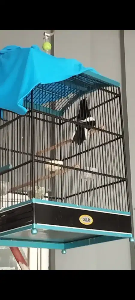 Kacer istimewa fighter body big