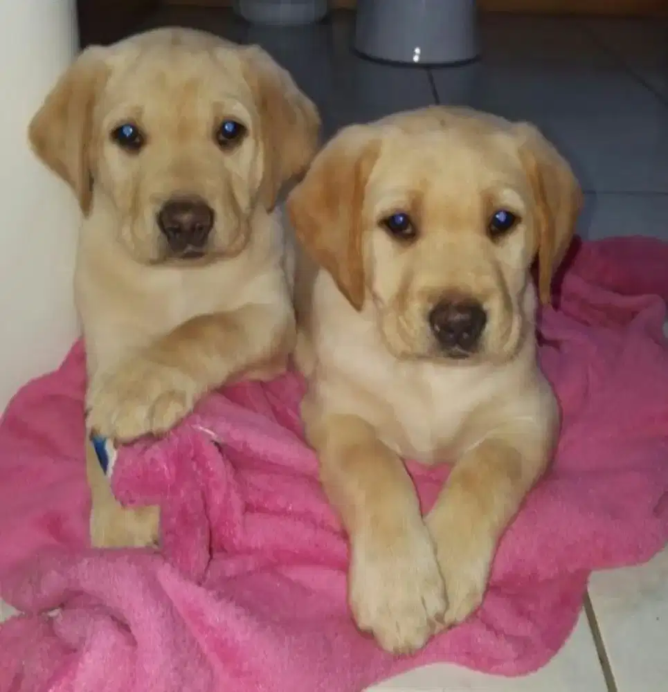 DIJUAL ANJING LABRADOR RETRIEVER TURUNAN BIG SIZE