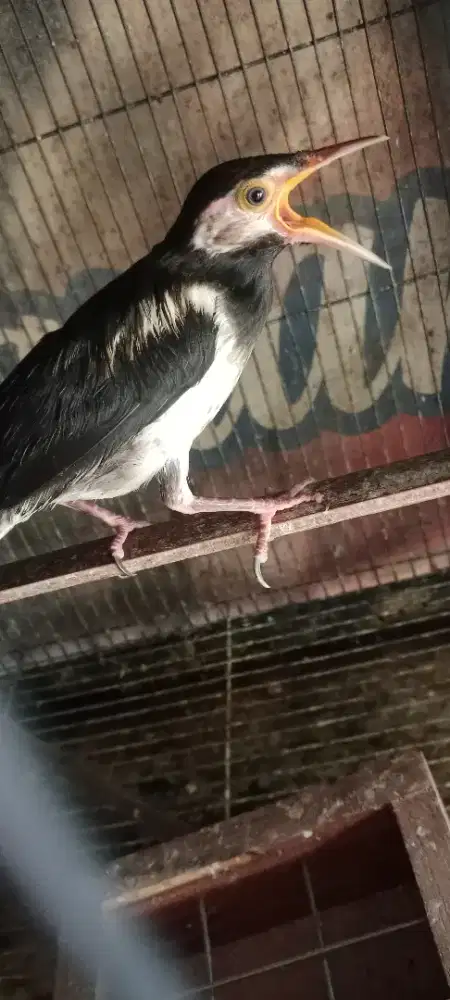 Burung jalak uren mandirian