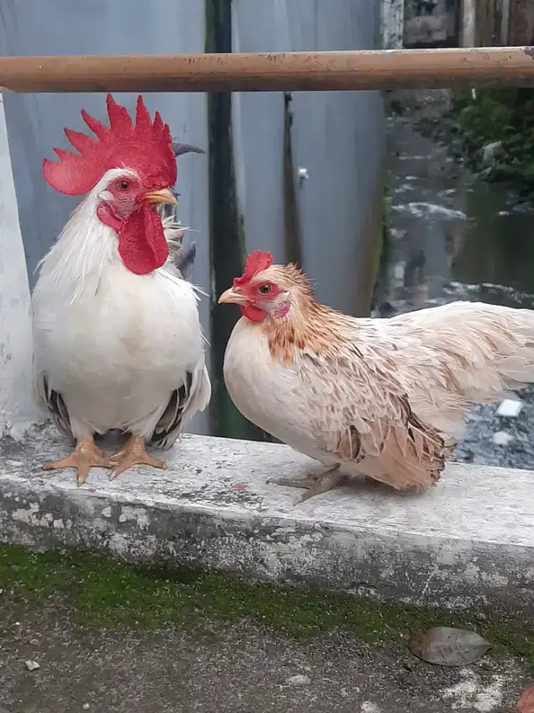 Ayam Kate chabo x krikil