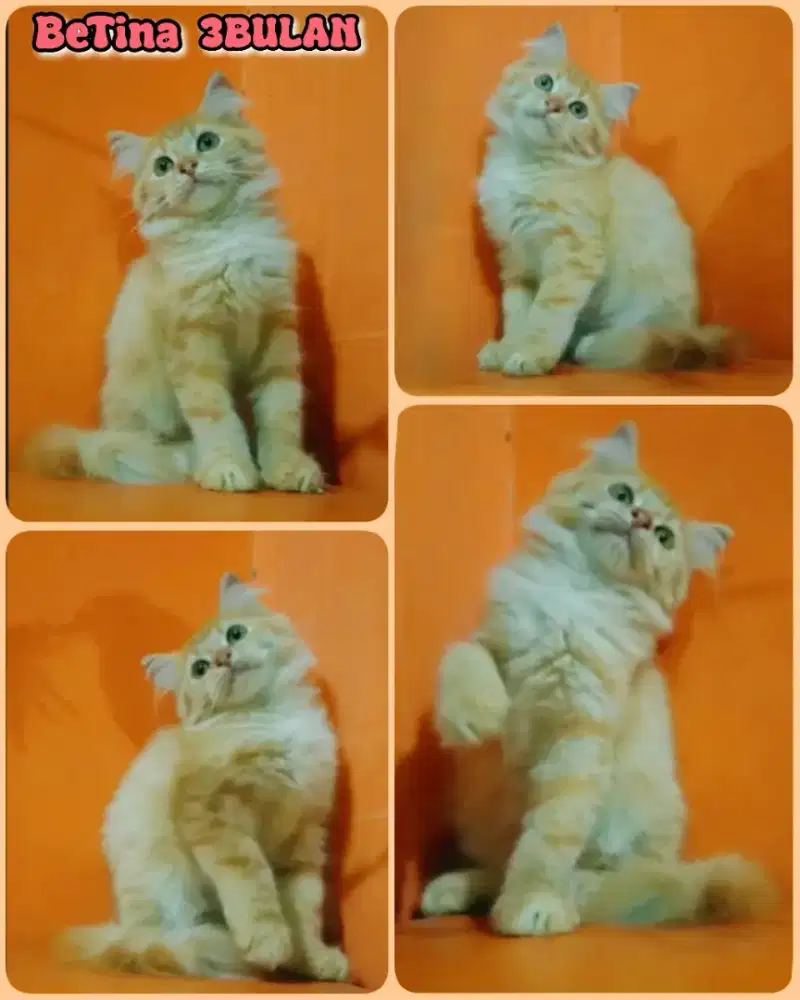 Betina oyen manjalitah usia 3bulan