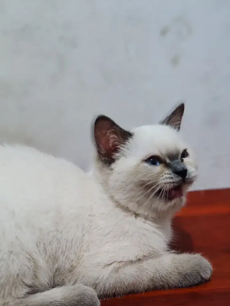 Kitten British Short Hair