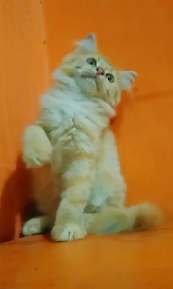 Si oyen manis betina usia 3 bulan kurang