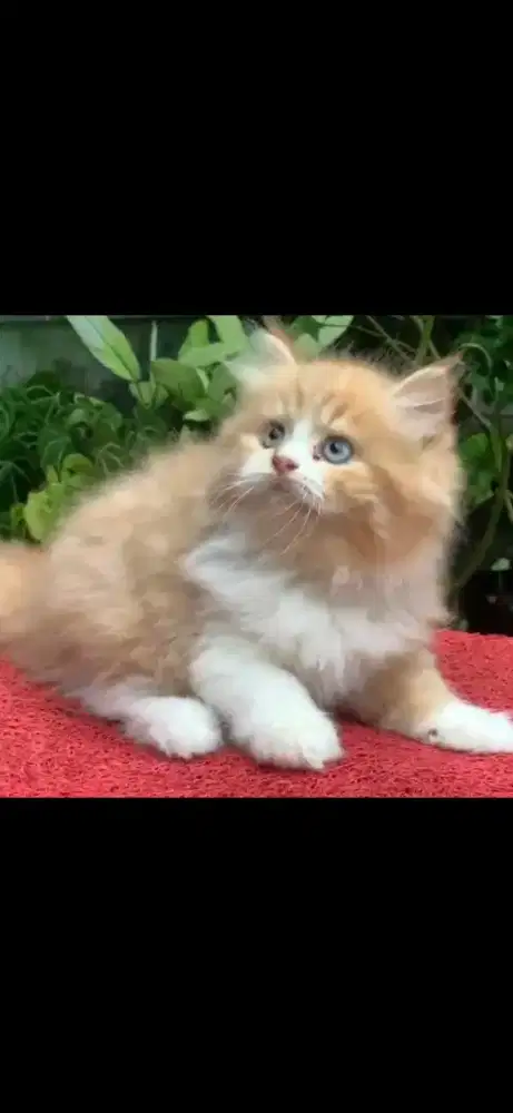Anak kucing anggora/kitten persia flatnose /kucing persia jantan