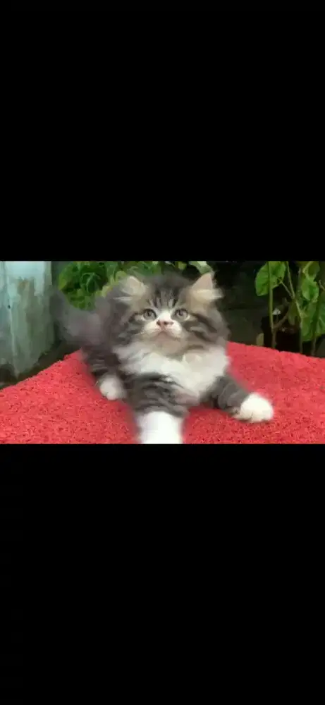 Anak kucing anggora/kitten flatnose jantan/kucing persia  jantan