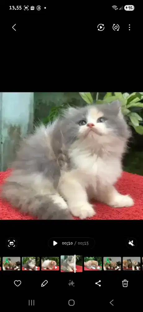 Anak kucing anggora/kitten persia betina/kucing persia betina