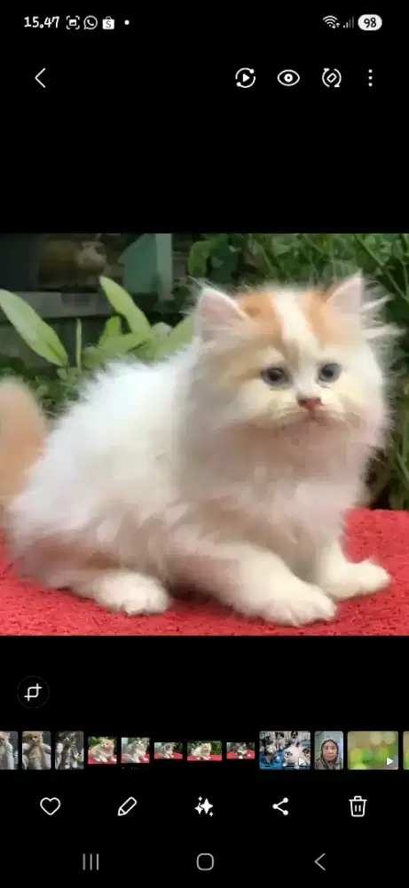 Anak kucing anggora/kitten persia  betina/kucing flatnose betina