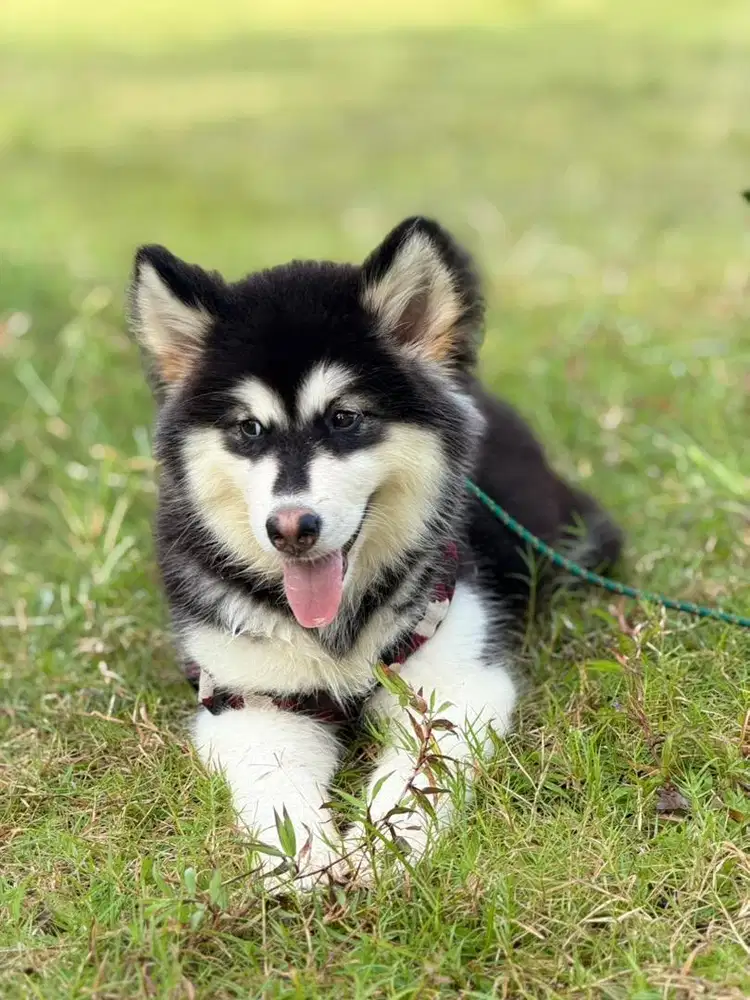 Baby female alaskan malamute 3 bulan bukan husky
