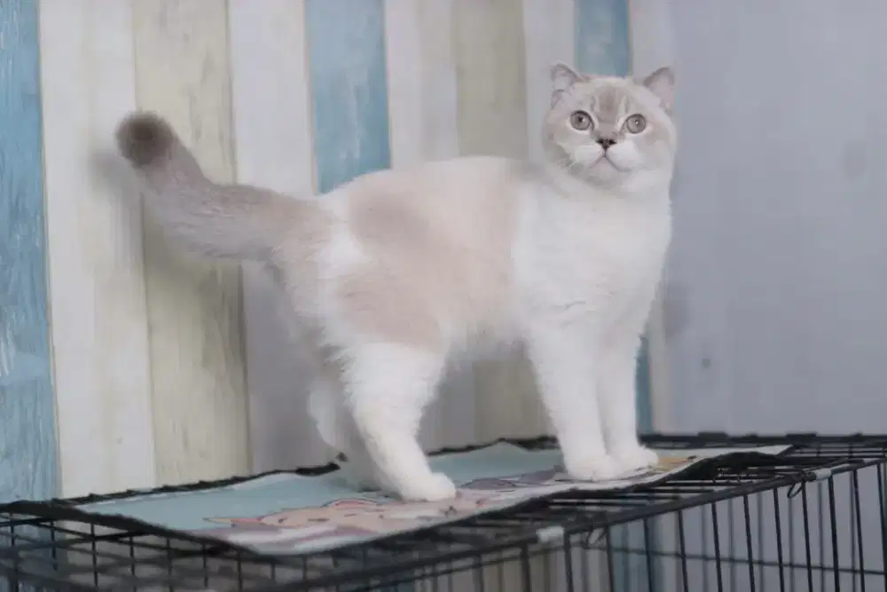Kucing scottish fold single x british shorthair