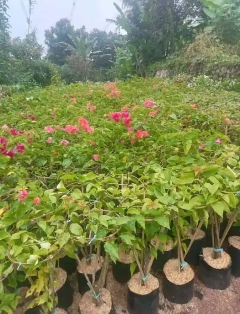 Menjual bunga dan tanaman hias ready setok