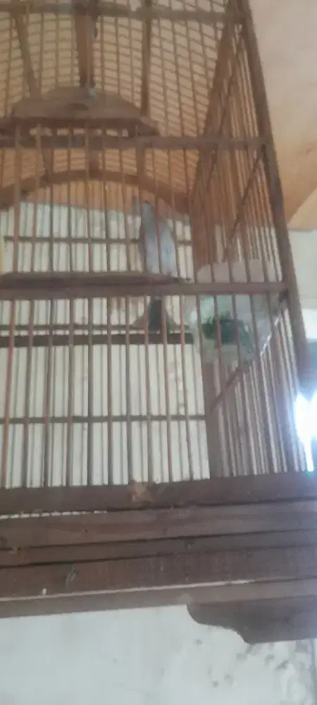 Burung trucuk rawatan lama