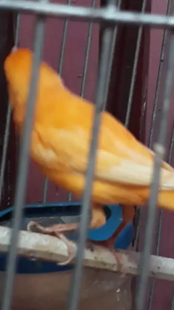 kenari merlok masih muda