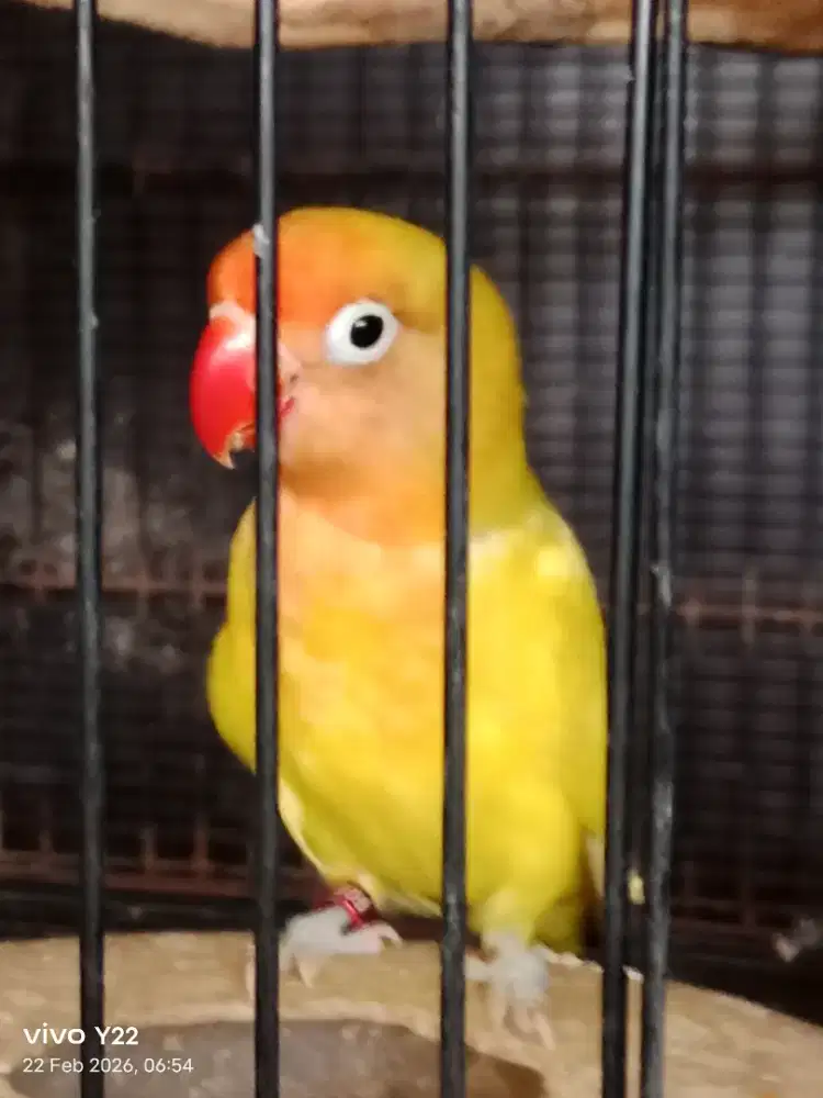 Lovebird GS jantan love bird