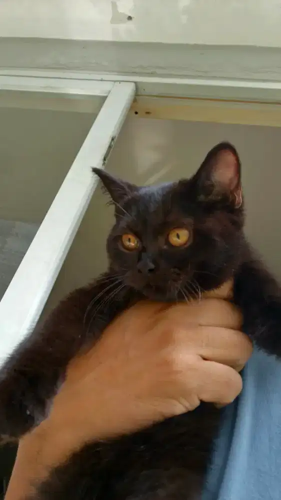 Kitten Chartreux 4 Bulan