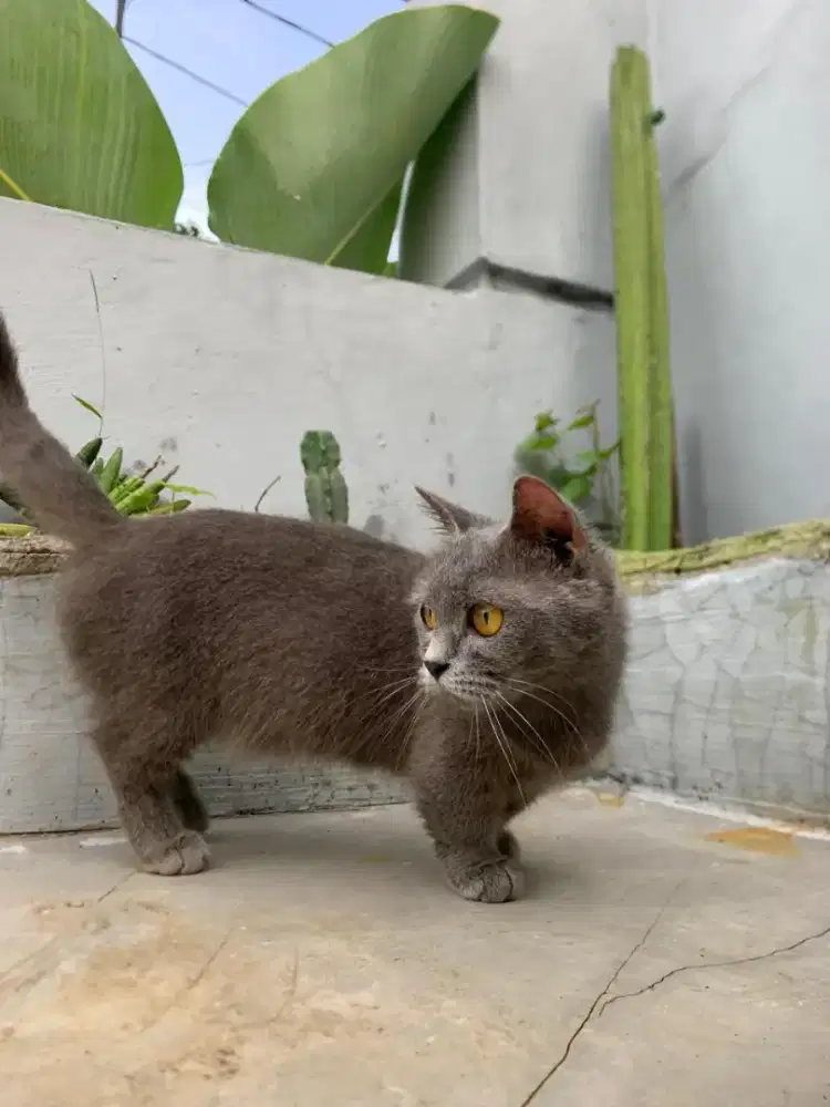 Munchkin bsh brithis short hair