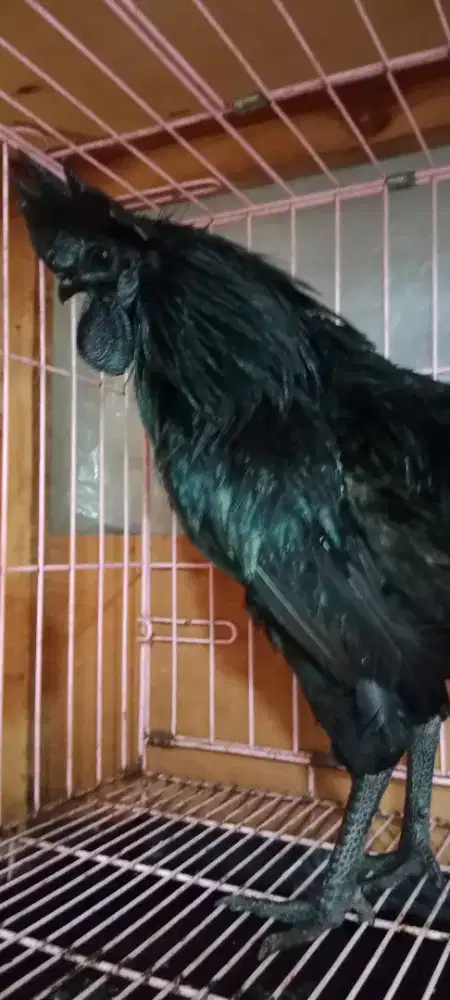 Ayam Cemani Jantan.