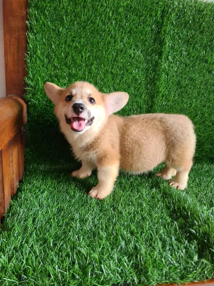 Anakan corgi jantan dan betina