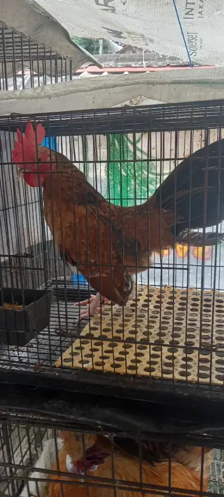 Kate jantan menjelang dewasa