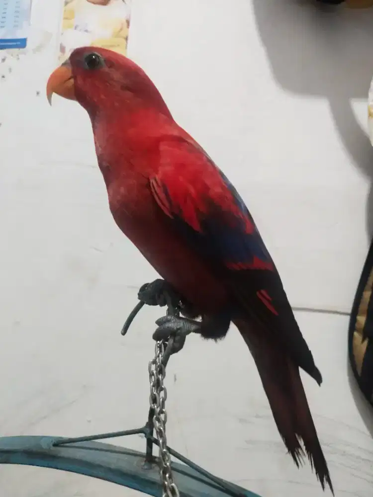 Edisi mau d tingal mudik jual lover bir jumbo jinak matap