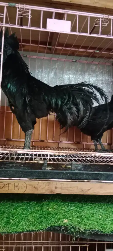 Sepasang Ayam Cemani Dewasa