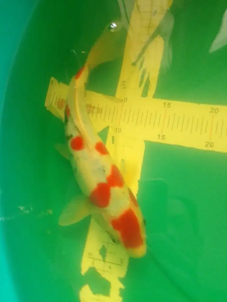 Ikan koi jenis Beni Kikokuryu 30cm bagus pola