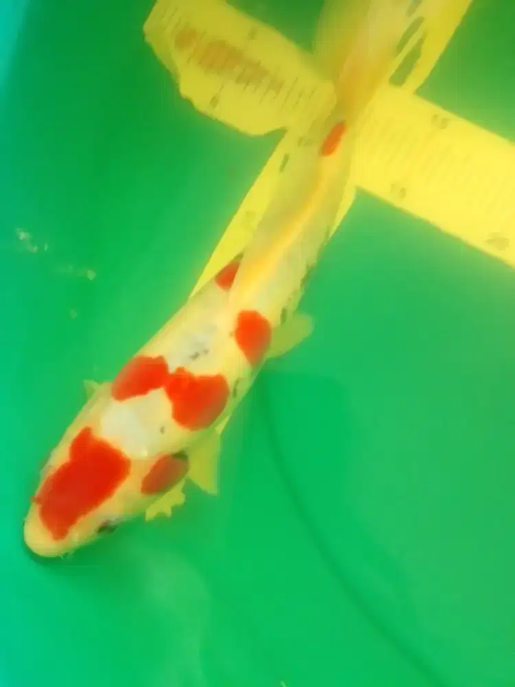 Ikan koi jenis Beni Kikokuryu ukuran 30cm