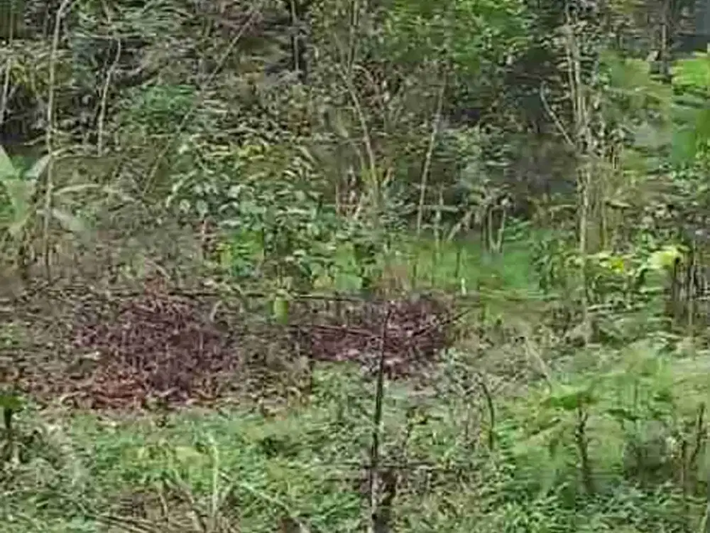 jual tanah murah LT 2000m², girik, nempel jalan desa