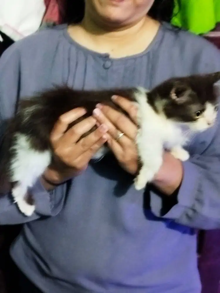 Piknose dan persimed