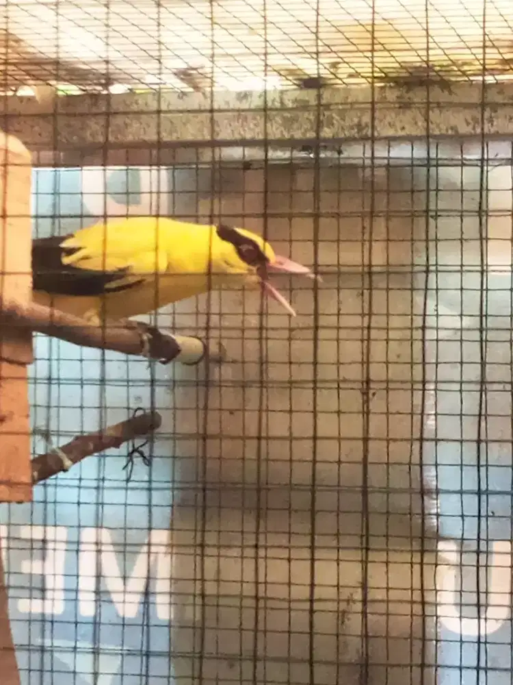 Kepodang Jawa Bunyi Pagi Rajin