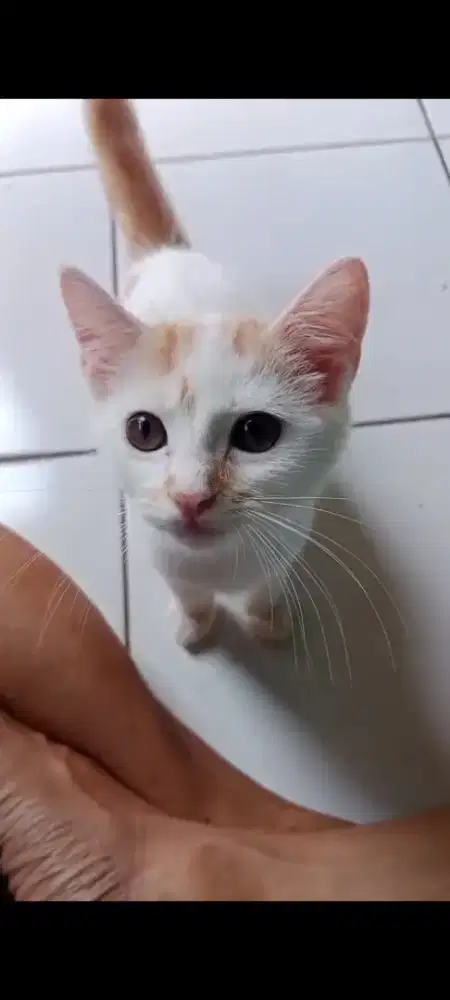 Kitten Persia Mixdome