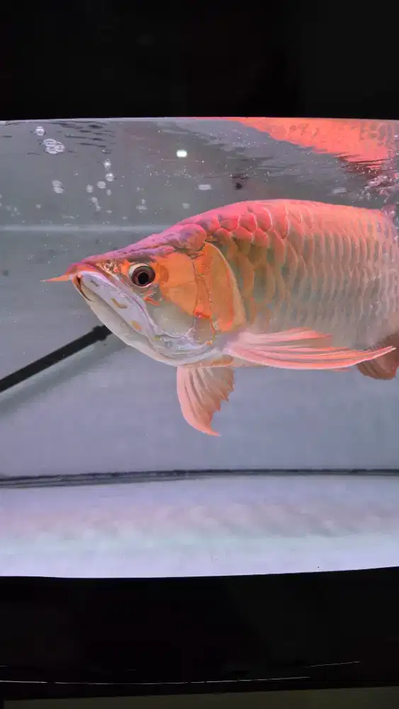 Arwana super red kurleb  60 cm