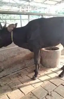 sapi potong ekonomisan kurleb 200kilo siap hajatan nazar sedekahan top