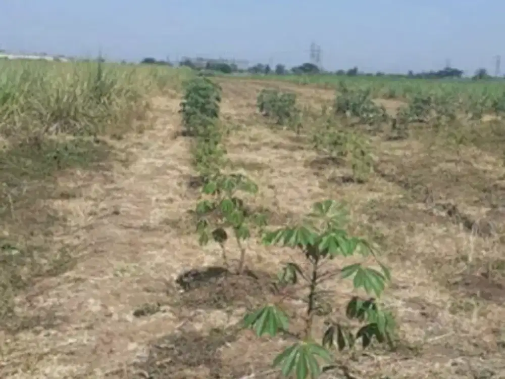 Dijual Tanah Sawah di Mojoagung Jombang