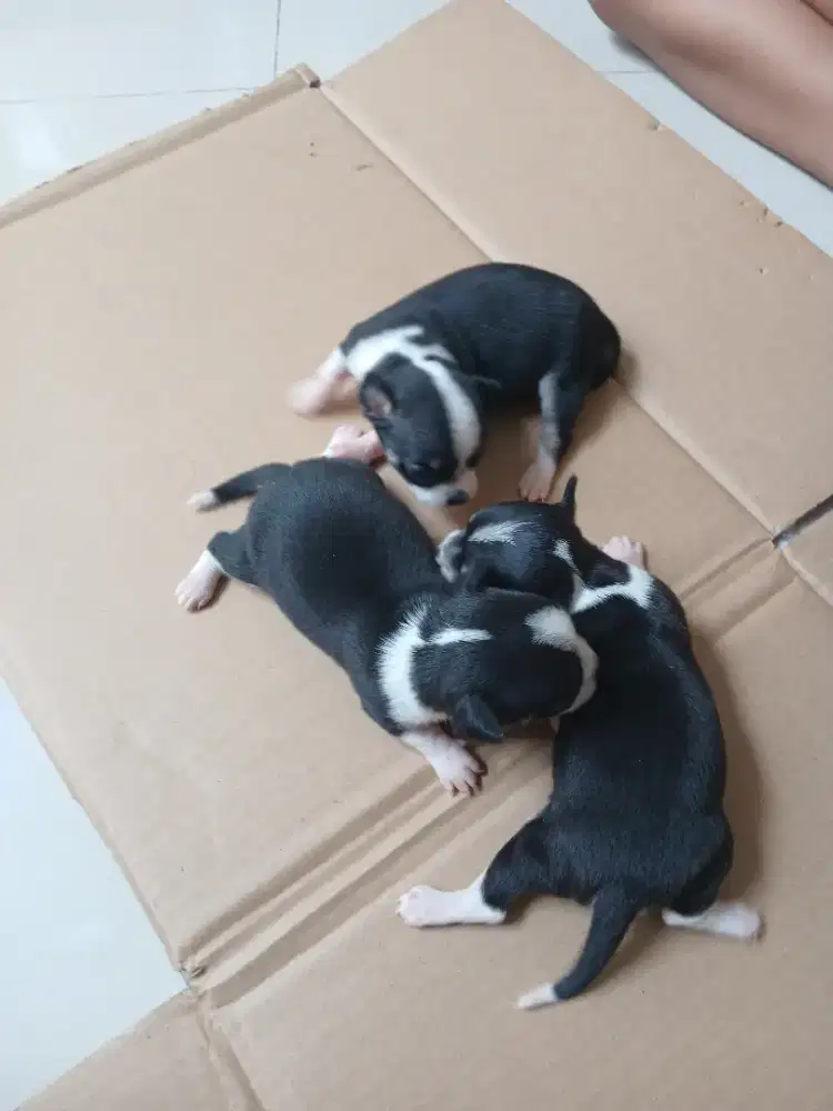 Anjing Cihuahua Mini Cup