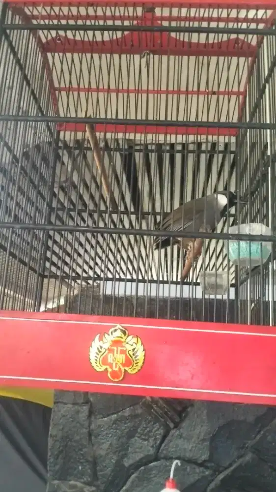 Poksay Hongkong jantan jinak