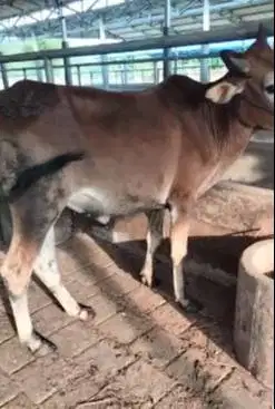 sapi potong ekonomisan kurleb 200kiloan siap nazar sedekah ramadhan ok