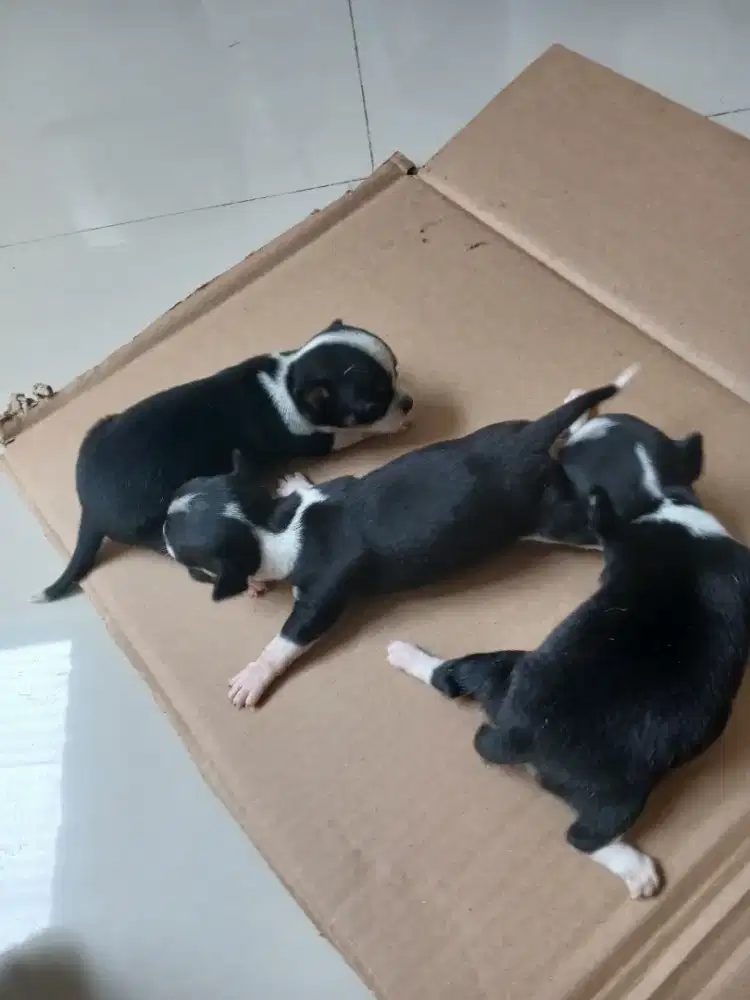 ANJING CIHUAHUA SUPER MINI ECER BORONG NEGO