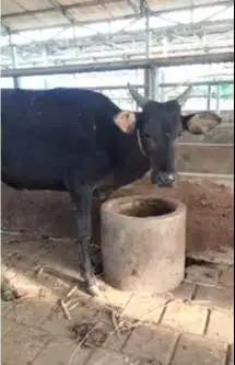 sapi potong murmer 200kiloan ekonomisan siap hajat nazar sedekah puas