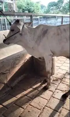 sapi potong murmer 200kiloan ekonomisan siap hajatan nazar sedekahan