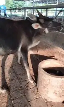 sapi qurban ekonomisan 250kiloan siap kurban iedul adha 2026 jamin top